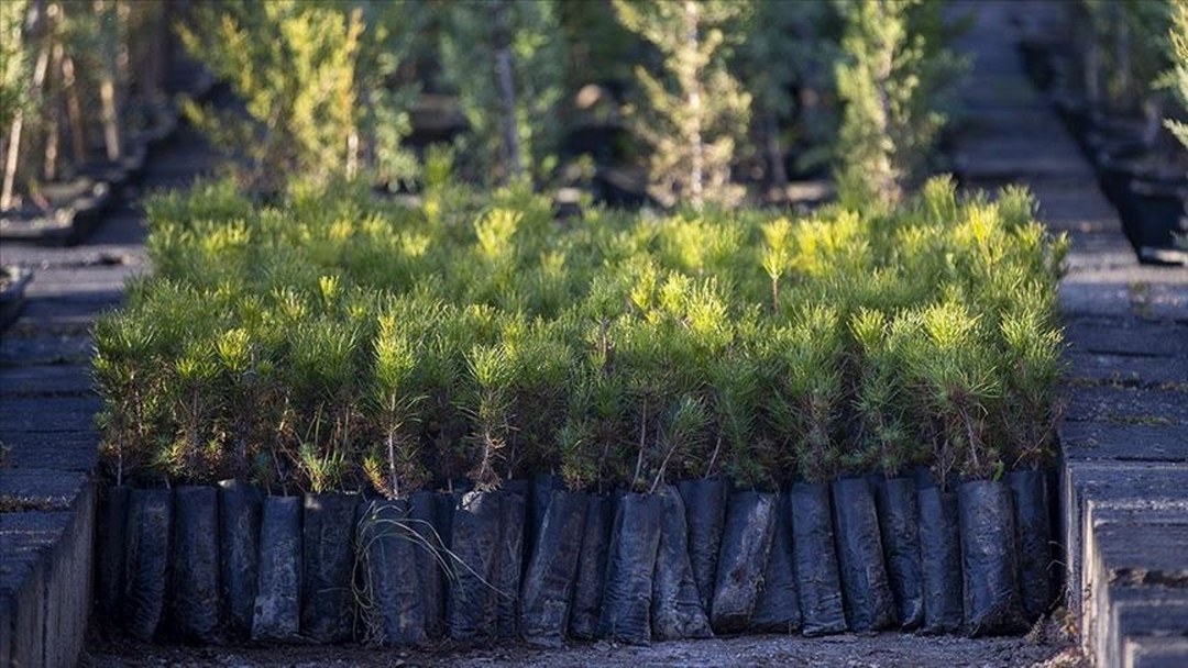 Türkiye’de geçen yıl 517 milyon fidan ve tohum toprakla buluştu