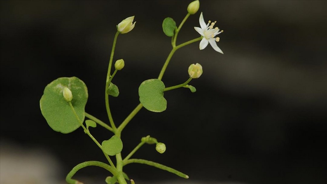 İzmir’de endemik bitki türü keşfedildi