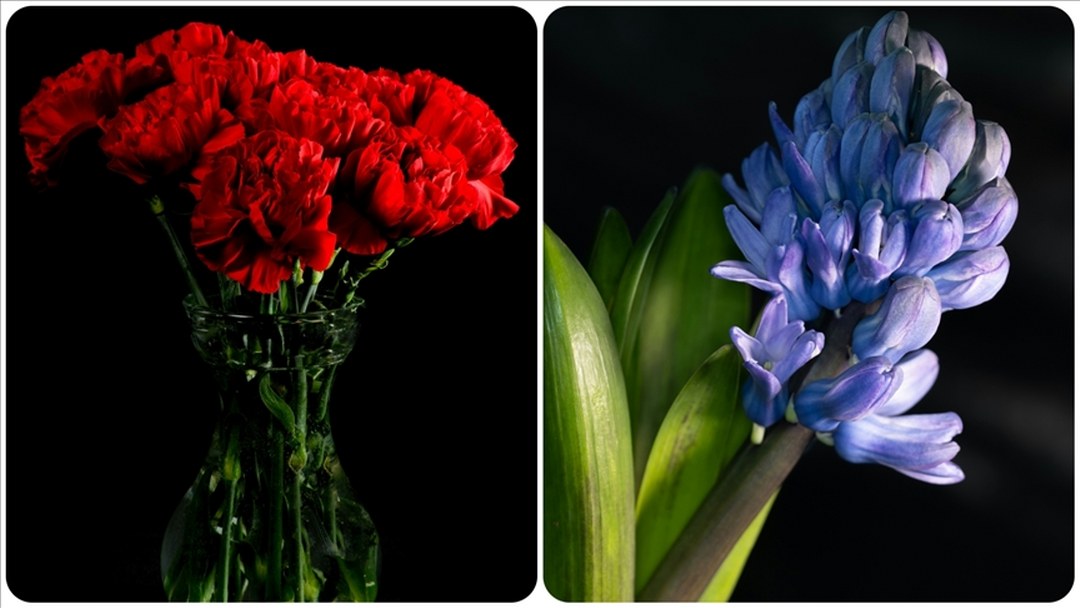 Türkiye’de geçen yıl en çok üretilen kesme çiçek karanfil oldu