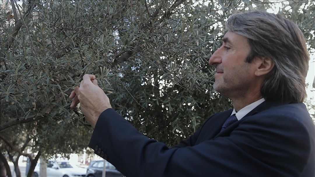 Türkiye, zeytin ve zeytinyağı üretiminde dünyada başaktör oldu