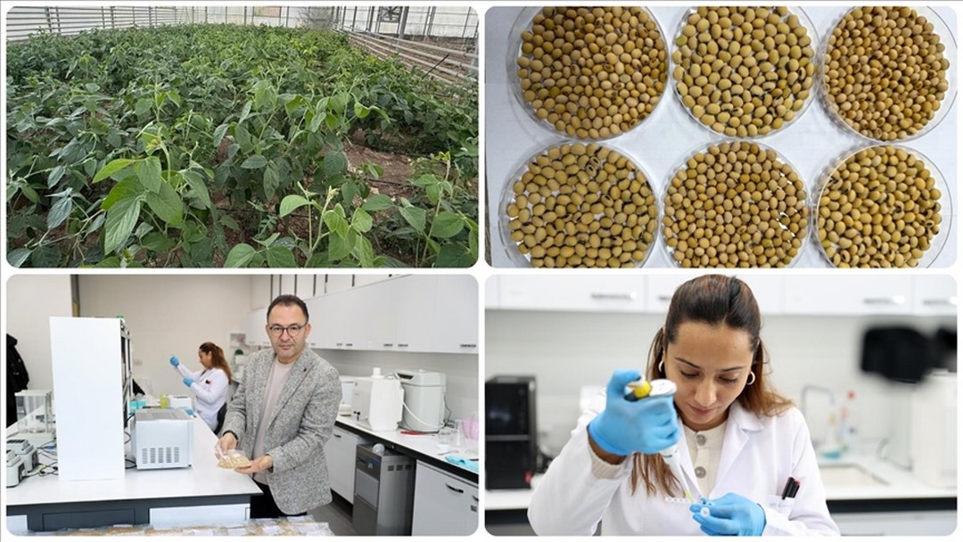 Anadolu’nun kıraç topraklarında verimi artıran 5 çeşit yerli soya tohumu geliştirildi