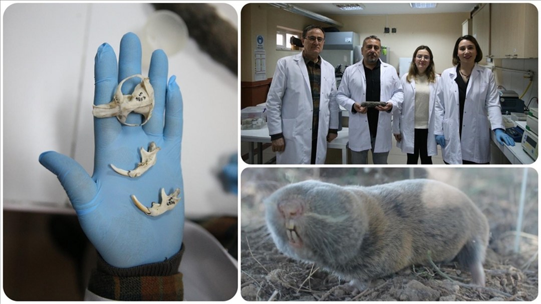 Türkiye’de kör köstebeğin 3 yeni türü keşfedildi