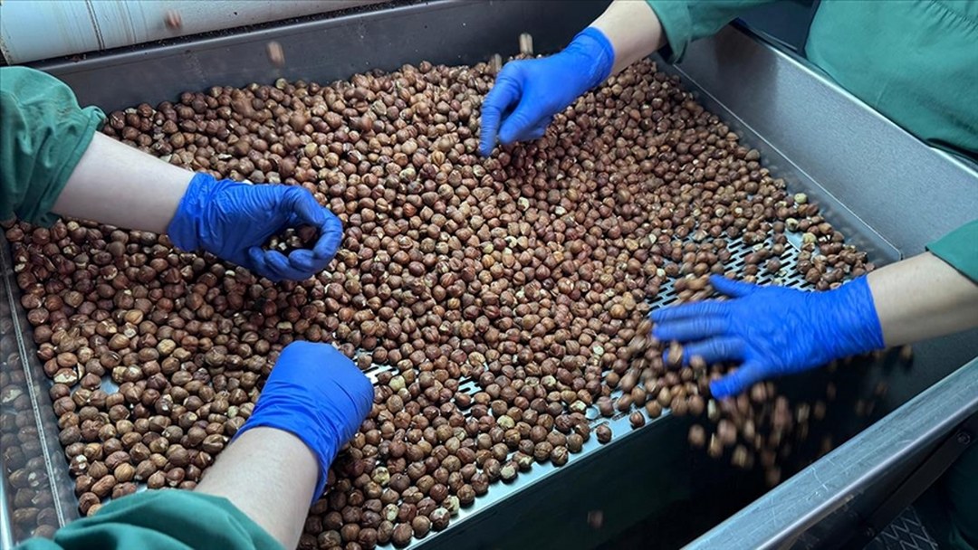 Türkiye 2025’te en fazla Almanya’ya fındık ihracatı yaptı