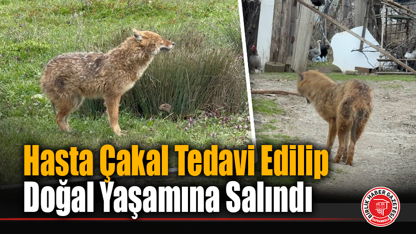 Hasta Çakal Tedavi Edilip Doğal Yaşamına Salındı