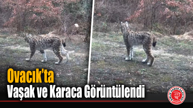 Ovacık’ta Vaşak ve Karaca Görüntülendi