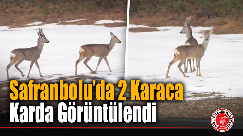Safranbolu’da 2 Karaca Karda Görüntülendi