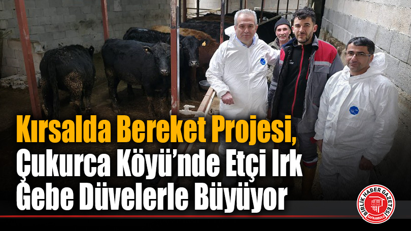 Kırsalda Üretim Atağı: Etçi Irk Gebe Düveler Çukurca Köyü’nde Toprakla Buluştu