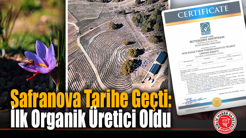 Safranova Tarihe Geçti: İlk Organik Üretici Oldu