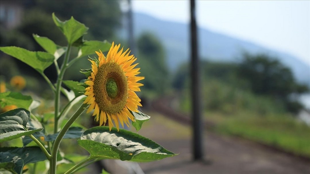 Yerli ayçiçeği tohumunda devlet desteği dışa bağımlılığı büyük ölçüde sonlandırdı