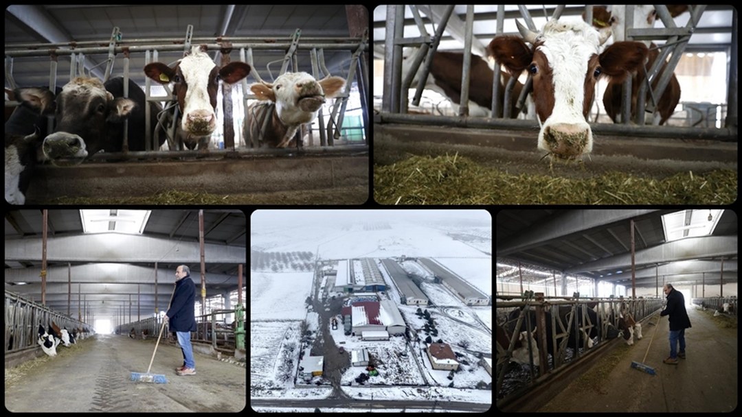 Depremlerde hayvanları telef olan besici işletmesini devlet desteğiyle ayakta tuttu