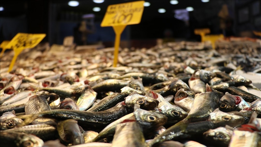Trabzon’da balıkçı tezgahlarında istavrit ilgi görüyor