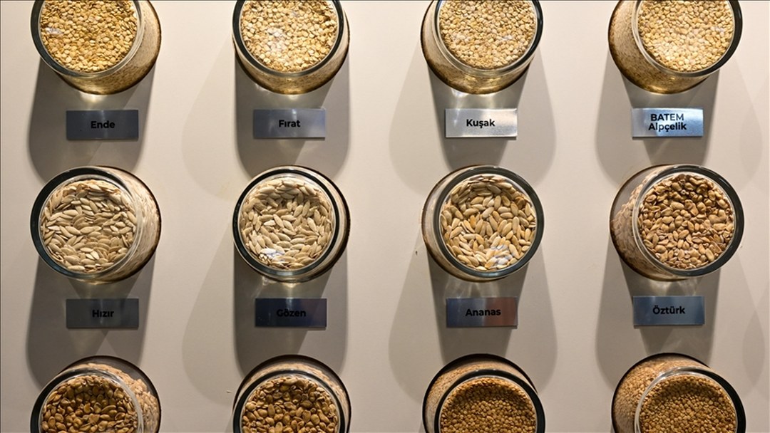 BATEM’in geliştirdiği sebze tohumları ihraç da ediliyor