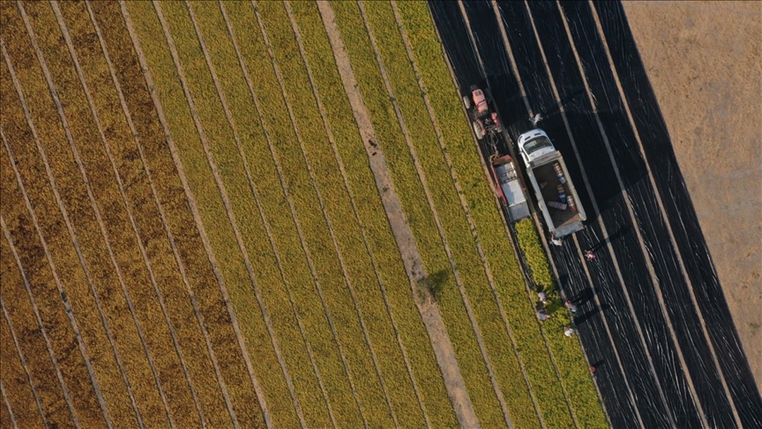 5 soruda tarıma yönelik Hazine destekli yatırım ve işletme kredileri