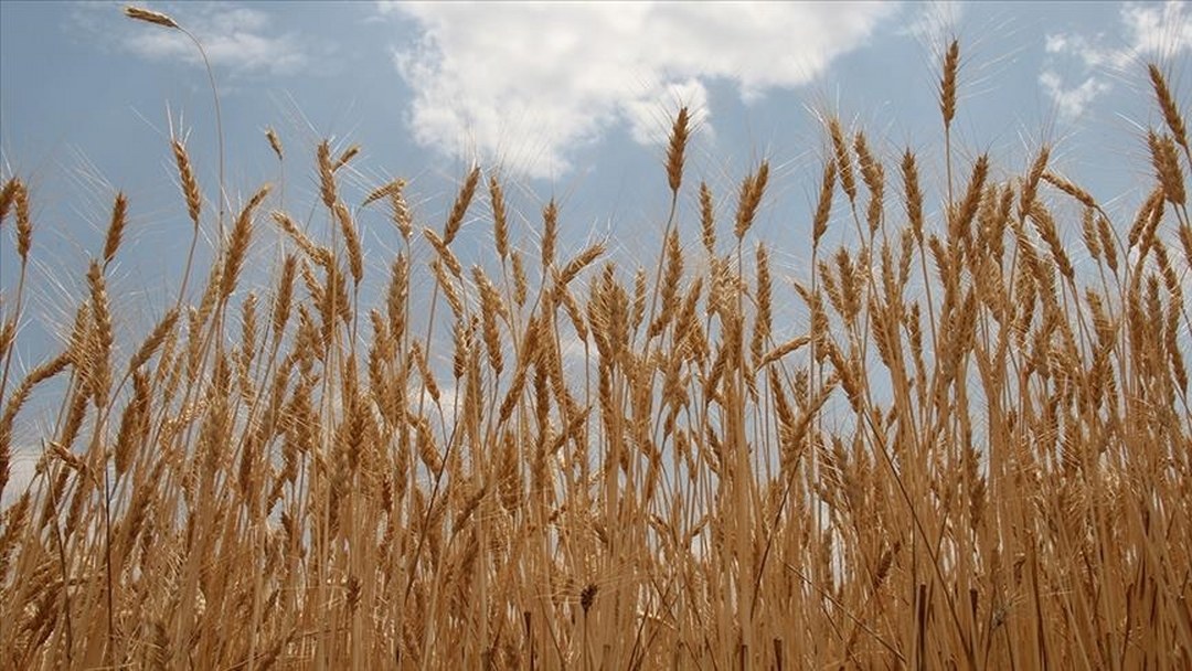 TMO lisanslı depolardaki buğdayı günlük satışa açıyor