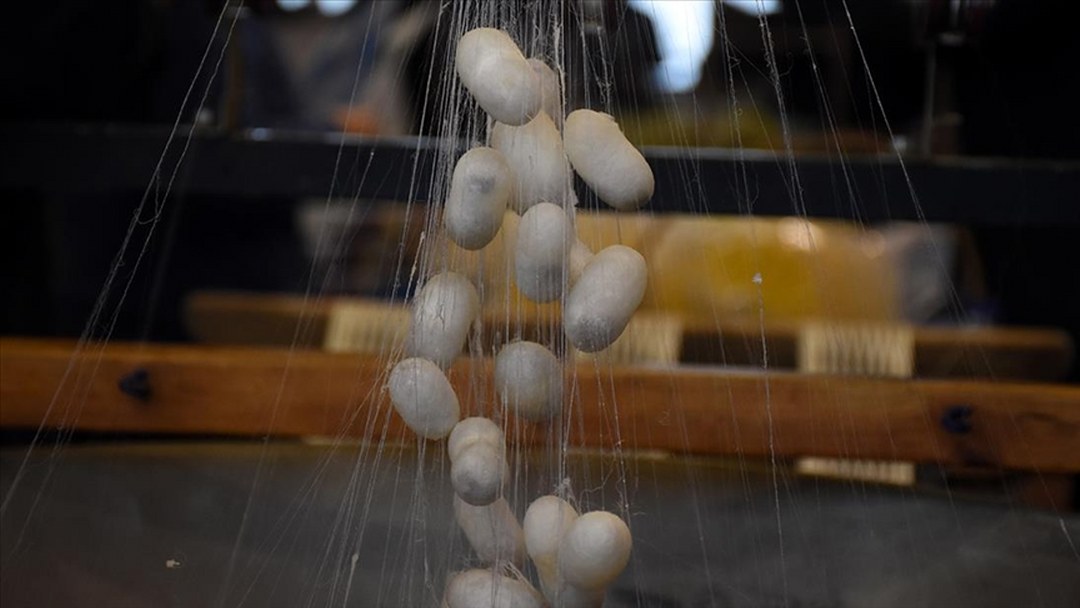 İpekböcekçiliği sektörü koza üretiminde çıtayı yükseltti