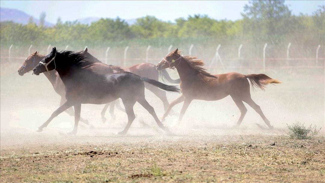TİGEM, “Değeri 100 milyon lira olan yarış atları kayıp” iddiasını yalanladı