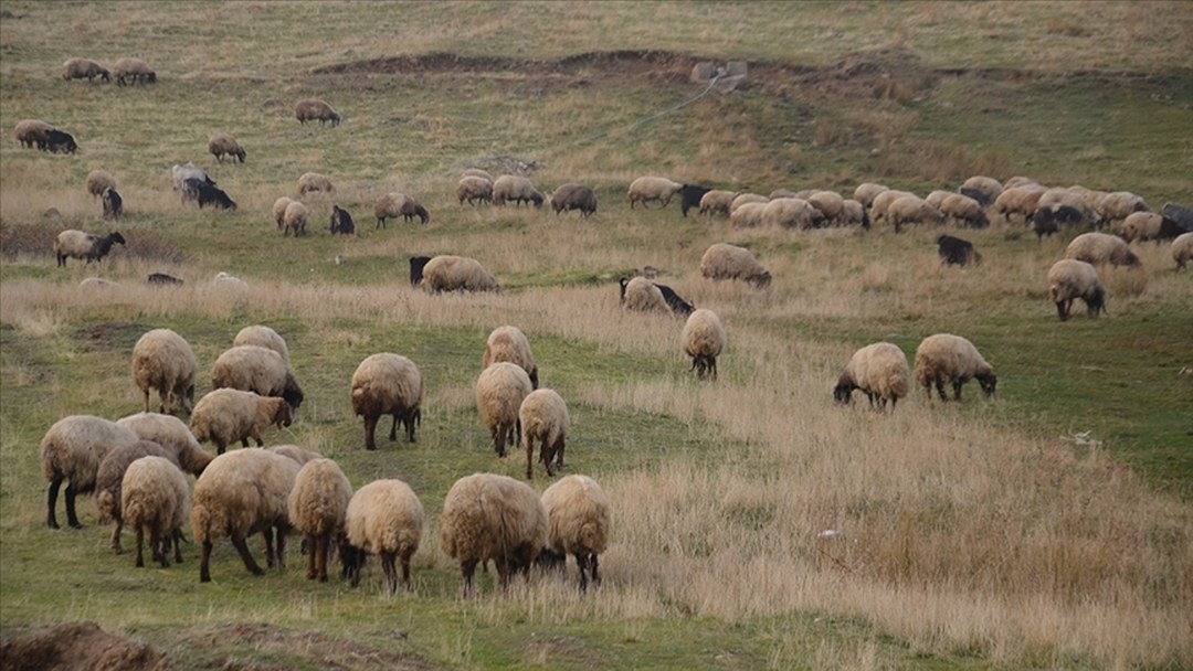 Küçükbaş hayvancılığa destek projesi yetiştiricilere “can suyu” olacak