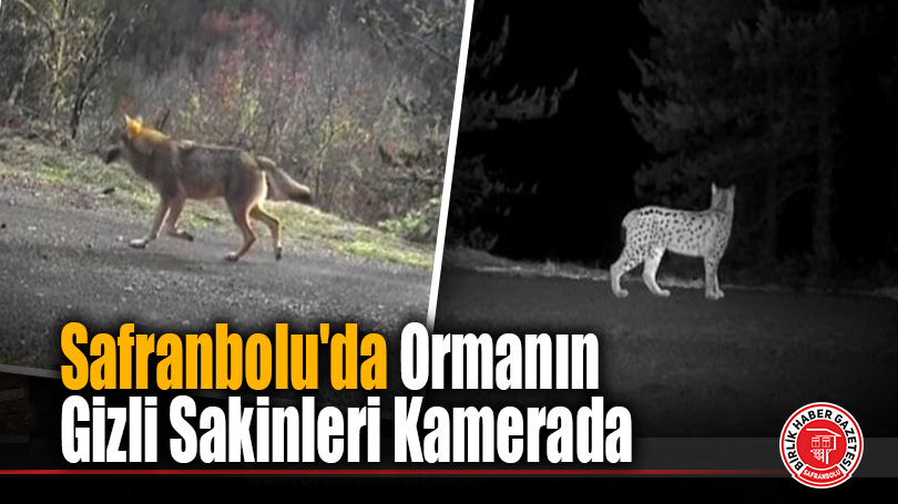 Safranbolu Ormanlarında Vahşi Yaşam: Vaşak ve Kurtlar Görüntülendi!