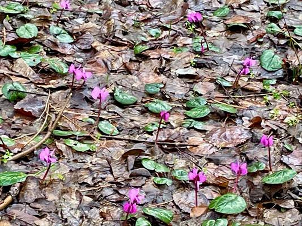 Bolu’da kış ve ilkbahar bir arada yaşanıyor
