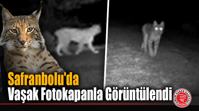 Safranbolu’da Vaşak Fotokapanla Görüntülendi