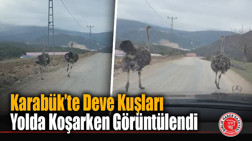 Karabük’te Deve Kuşları Yolda Koşarken Görüntülendi