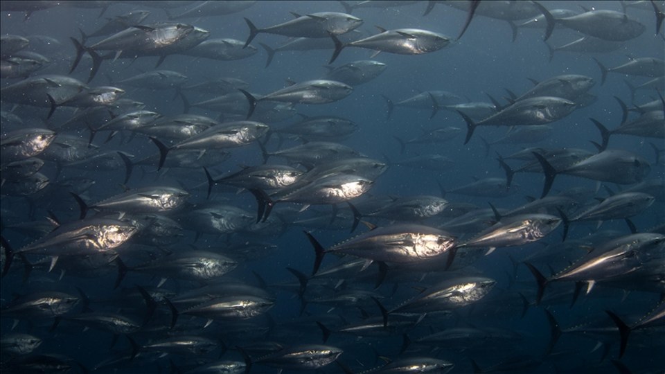 Orkinos avcılığında mevcut sistem sektörün de talebiyle devam edecek