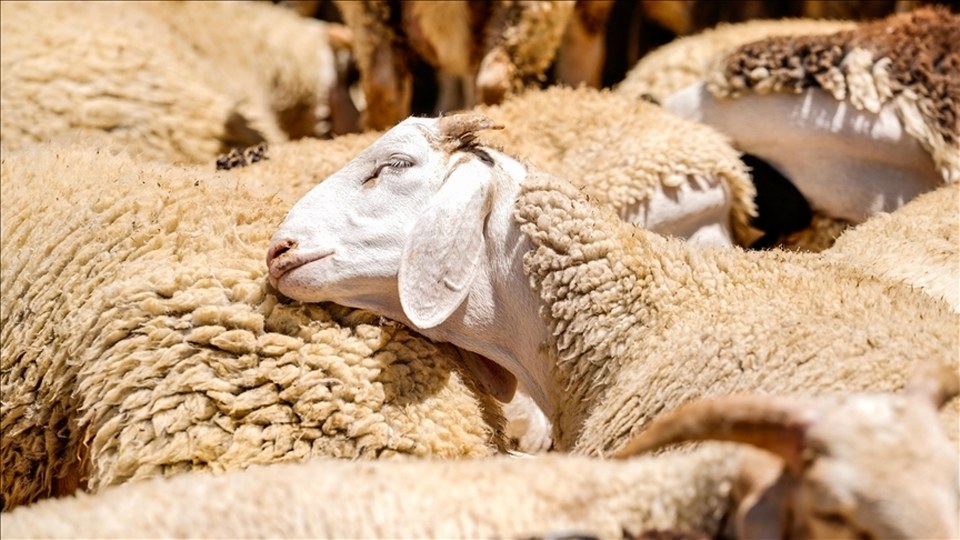 Kırsalda Bereket Küçükbaş Hayvancılığa Destek Projesi’ne başvurular başlıyor