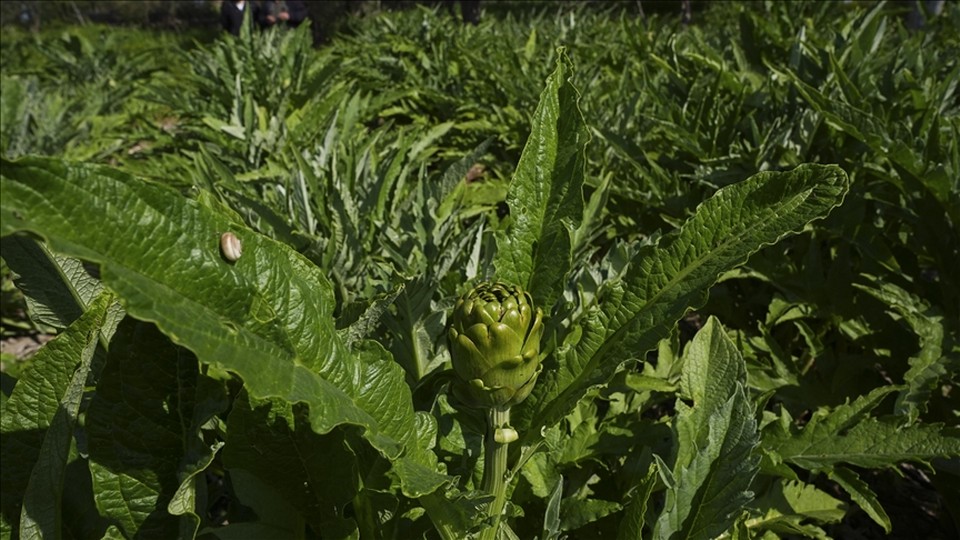 Enginar verimi ocak ve şubat yağışlarıyla arttı
