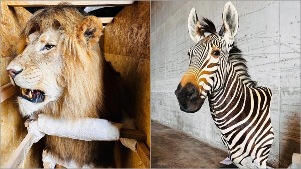 Tarım ve Orman Bakanlığı yaban hayvanı trofeleri bulunan 19 kargoya el koydu