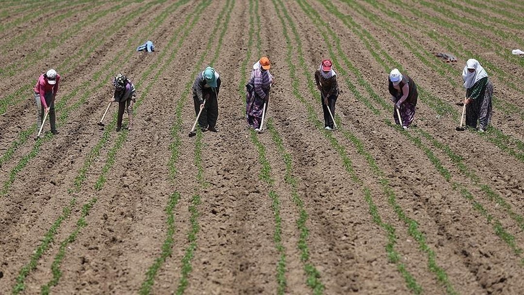 Tarım işçilerinin günlük ücreti 2025’te arttı