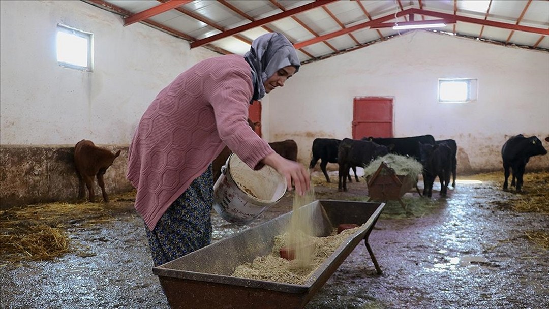 Devlet desteğiyle besiciliğe başlayan kadın çiftçi 5 ayda hayvan sayısını ikiye katladı