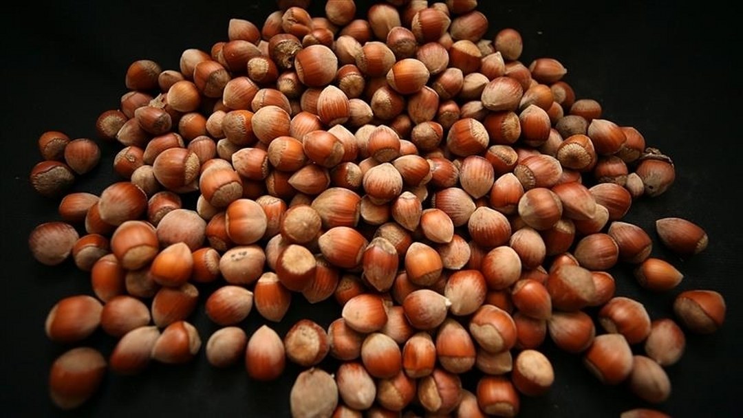 Türkiye, fındık ihracatından iki ayda 388 milyon doları aşkın gelir sağladı