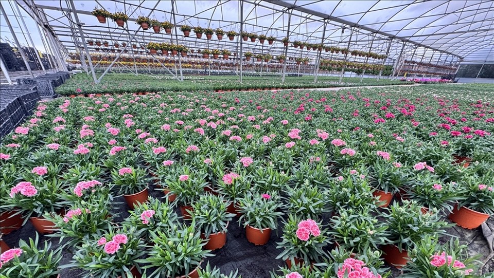 Süs bitkileri üreticilerinden kurakçıl peyzajda “sözleşmeli üretim modeli” talebi