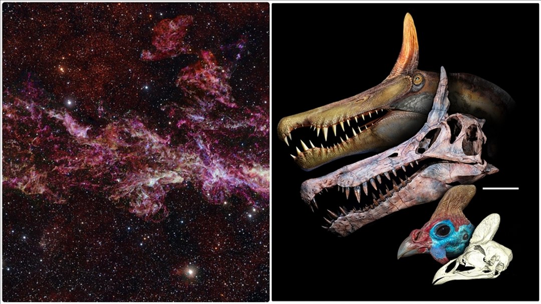 Yeni dinozor türünden Samanyolu Galaksisi’nin görüntüsüne kadar şubattaki bilimsel gelişmeler