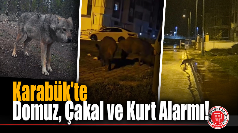 Karabük’te Domuz, Çakal ve Kurt Alarmı!