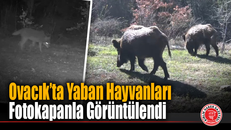 Karabük Ovacık’ta Yaban Hayvanları Fotokapanla Görüntülendi