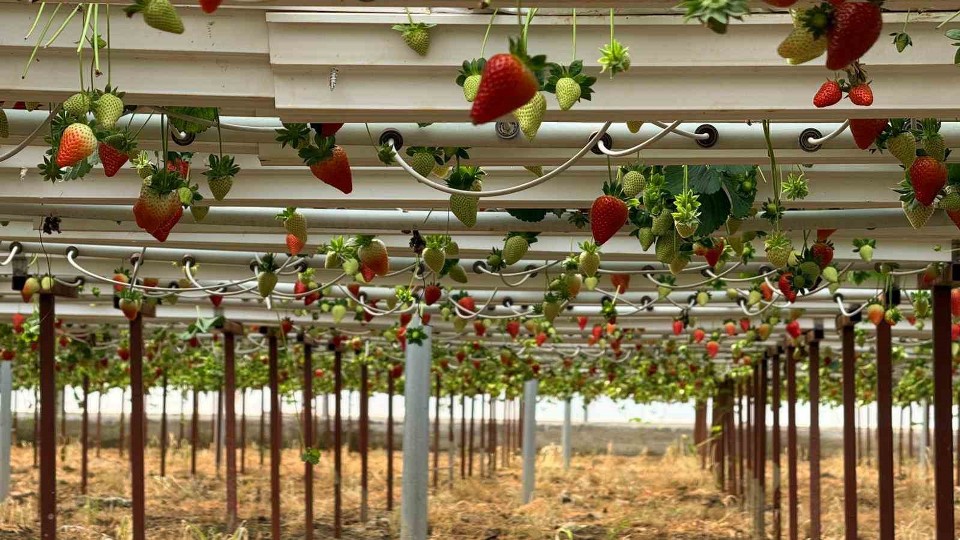 Almanya’da eğitim aldı, Türkiye’de “topraksız” başarıyı yakaladı: Hedef 100 ton çilek