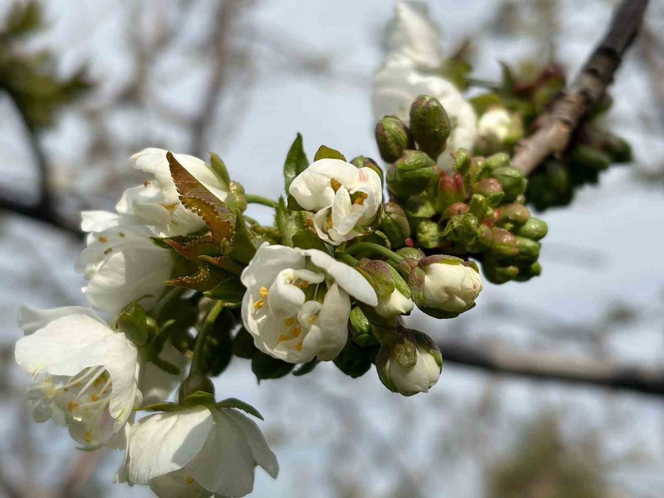 Salihli’de ‘Monilya’ tehlikesi