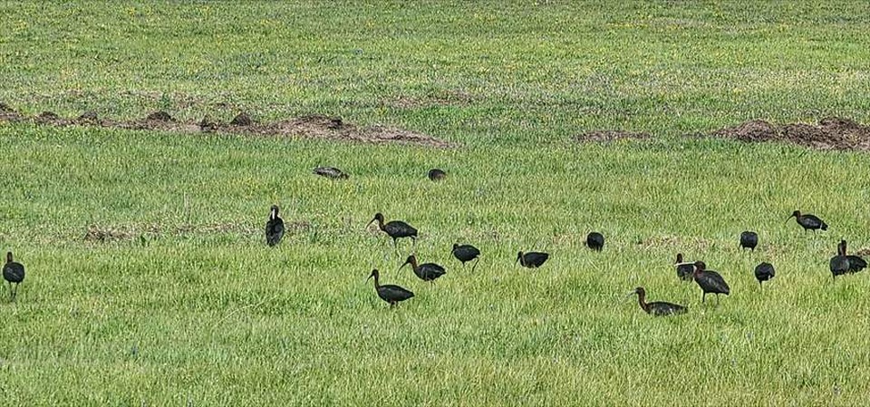 Yeniçağa Gölü Kuş Cenneti’nde nesli tükenme tehlikesi altındaki çeltikçi kuşları görüntülendi