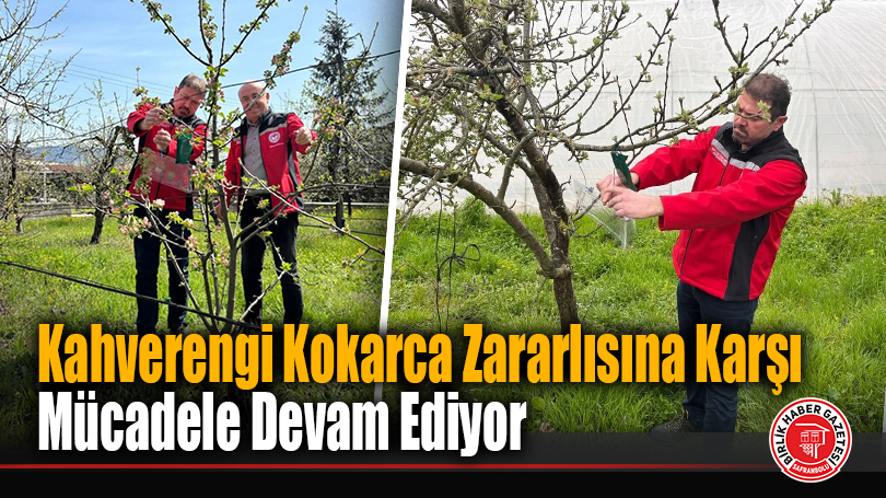 Kahverengi Kokarca Zararlısına Karşı Mücadele Devam Ediyor