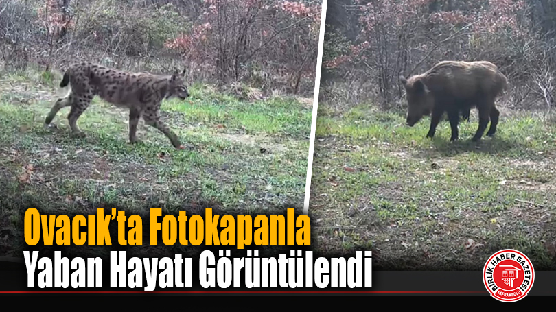 Ovacık’ta Fotokapanla Yaban Hayatı Görüntülendi