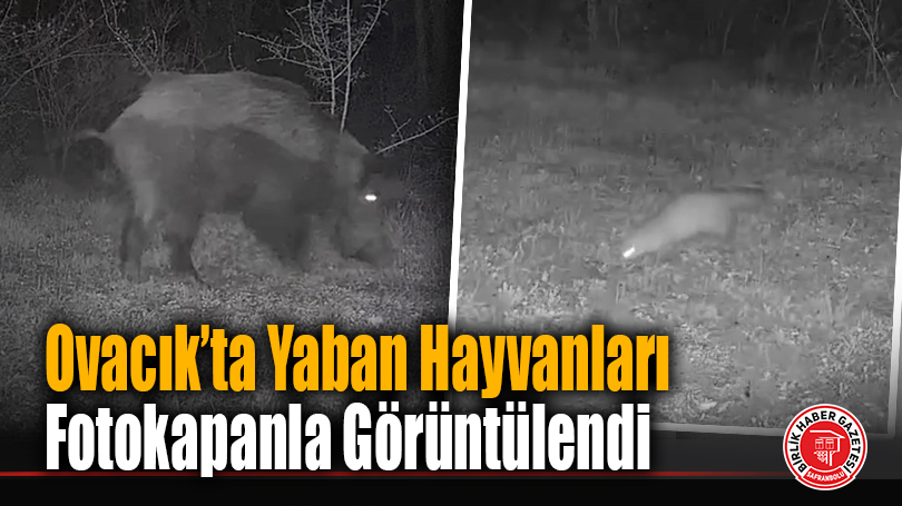 Ovacık’ta Yaban Hayvanları Fotokapanla Görüntülendi
