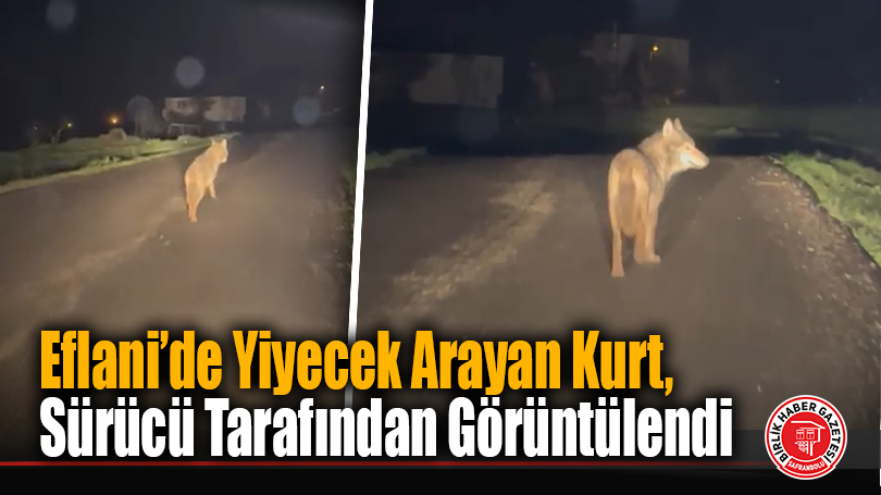 Eflani’de Yiyecek Arayan Kurt, Sürücü Tarafından Görüntülendi