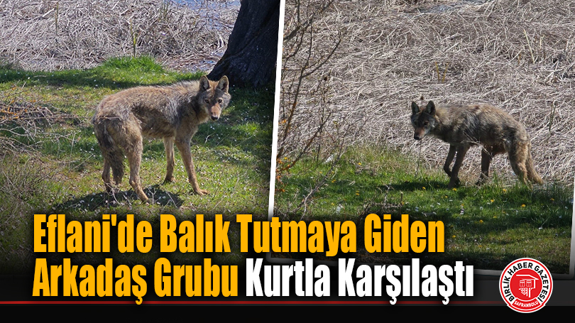 Eflani’de Balık Tutmaya Giden Arkadaş Grubu Kurtla Karşılaştı