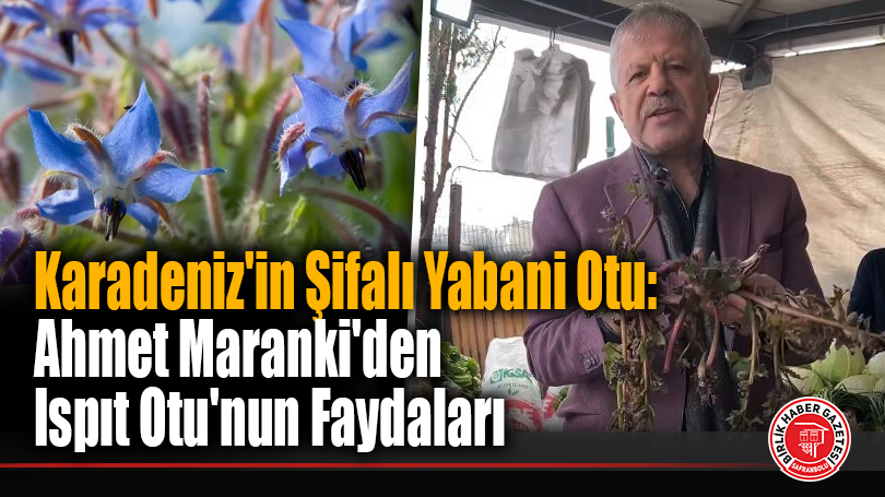 Karadeniz’in Şifalı Yabani Otu: Ahmet Maranki’den Ispıt Otu’nun Faydaları