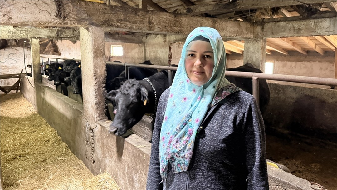 Devlet desteğinden yararlanan kadın çiftçi büyükbaş hayvan sürüsünü büyüttü