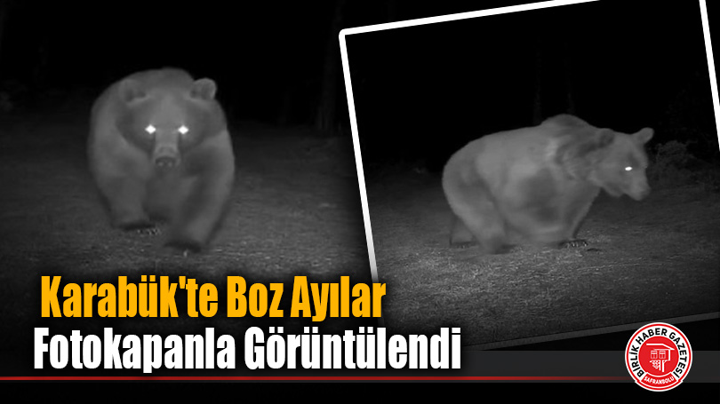 Karabük’te boz ayılar fotokapanla görüntülendi