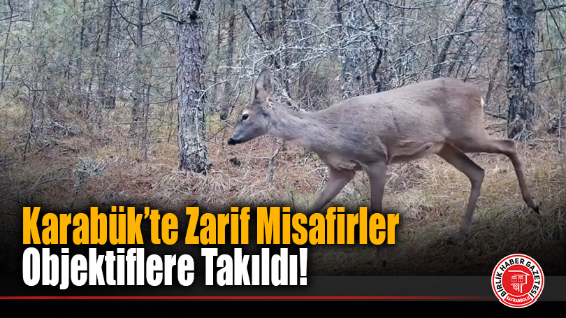 Karabük’te Zarif Misafirler Objektiflere Takıldı!