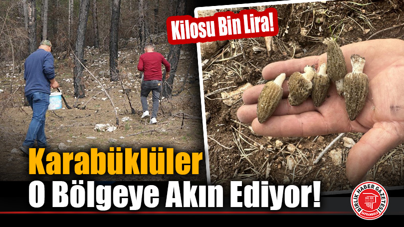 Kilosu Bin Lira! Karabüklülerin Yeni Gelir Kapısı “Kuzugöbeği”