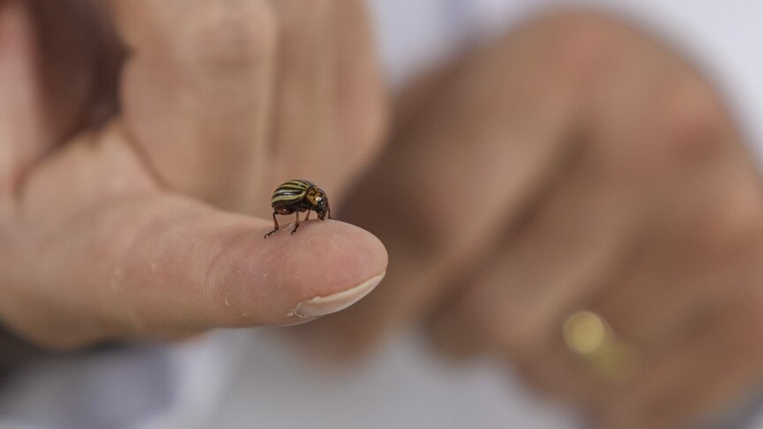 Hava sıcaklıklarının artmaya başlamasıyla “kenelere karşı dikkat edin” uyarısı